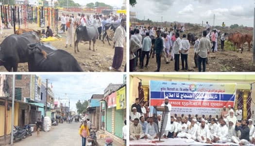 !گاؤ رکشا کے نام پر قریش برادری کا معاشی قتل