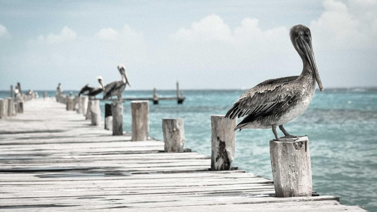 یوم عاشقان؟؟