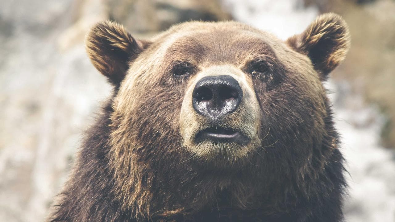 اردو بک ریویوکا مستقبل ؟