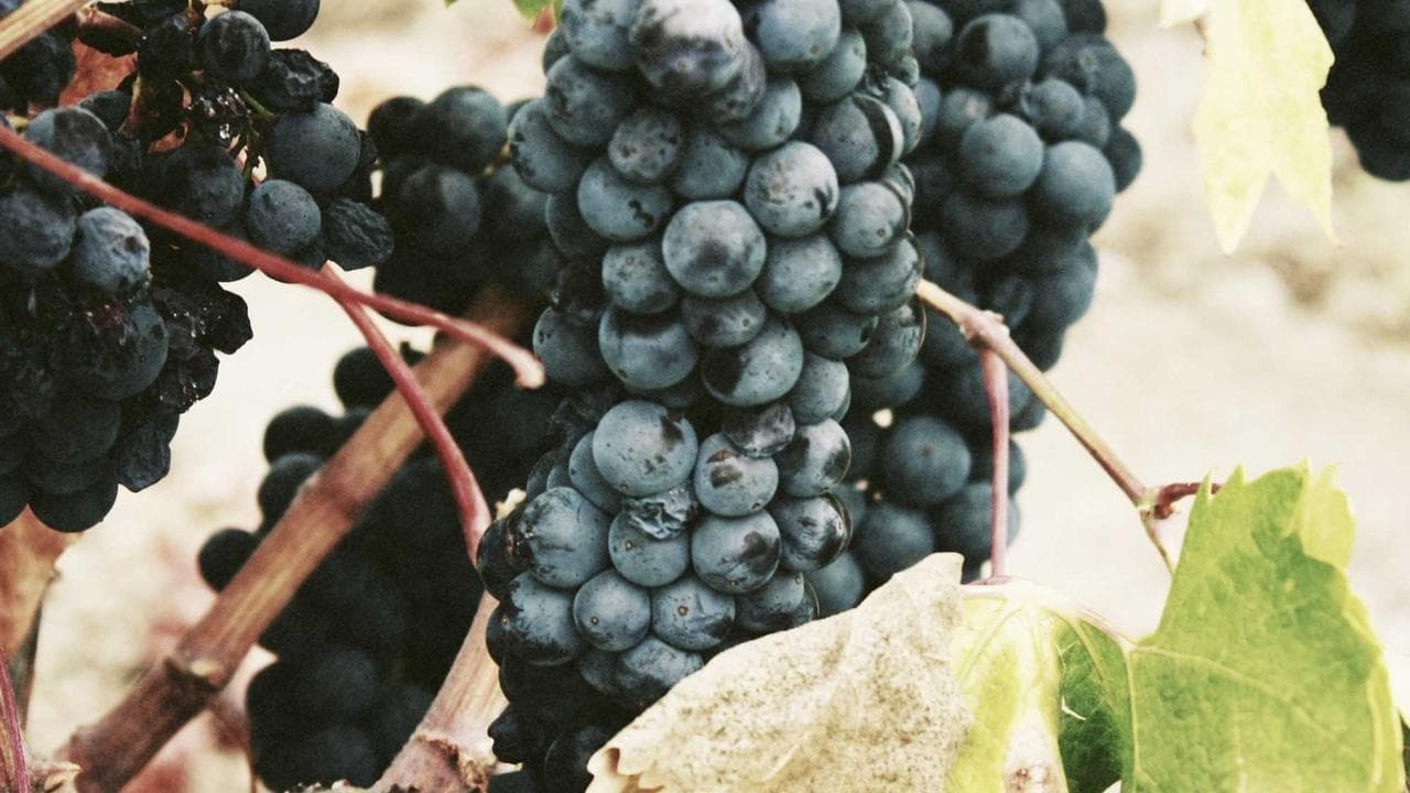 ہندوستا نی سنیما: مسلمانوں کی مثبت تصویر سے منفی تصویر تک کا سفر