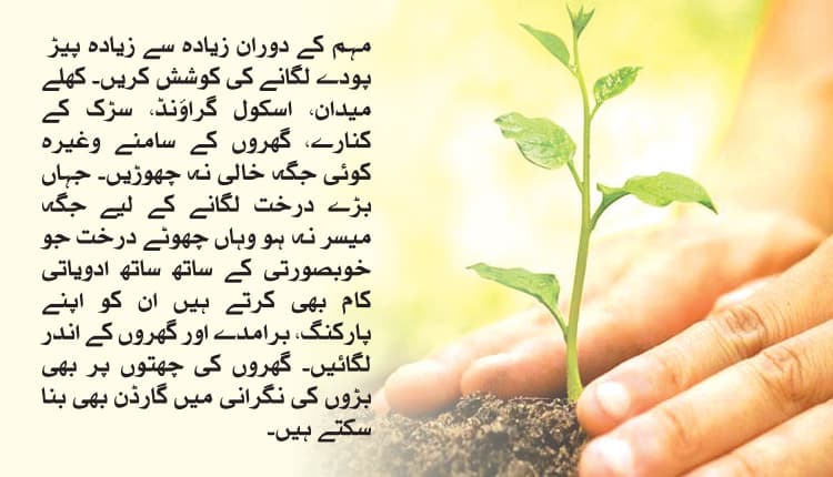 شجرکاری ۔بچوں کی ایک دلچسپ مہم